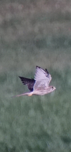 Eurasian Kestrel