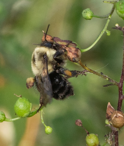 Common Eastern Bumble Bee