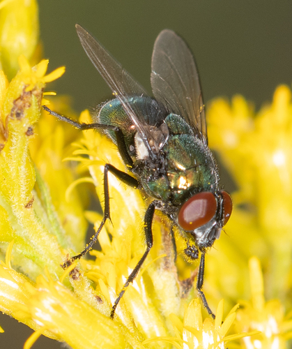 Marsh Greenbottle Fly