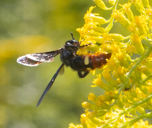 Blue-winged Scoliid Wasp