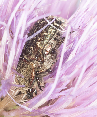 Dark Flower Scarab