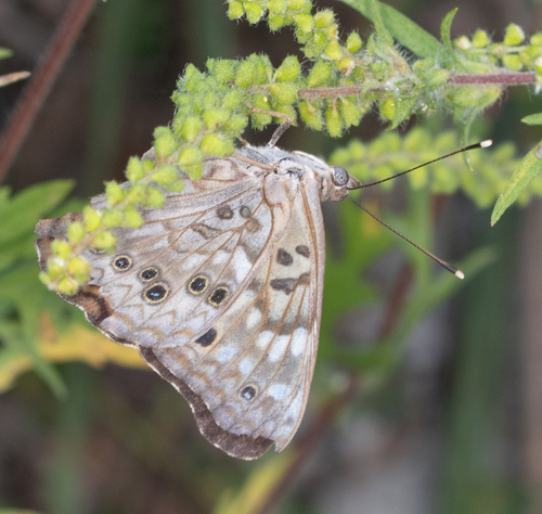 Hackberry Emperor