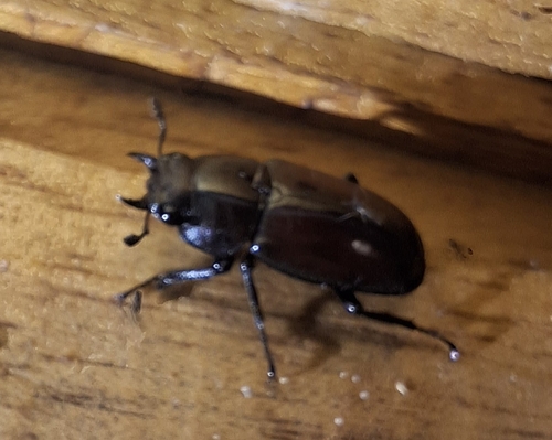 Prosopocoilus antilopus insulanus
