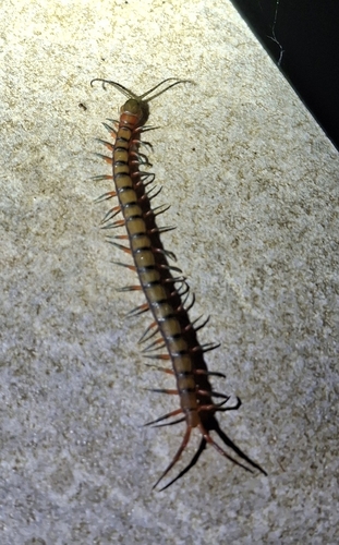 Pacific Giant Centipede