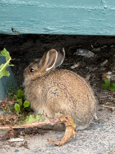 Snowshoe Hare