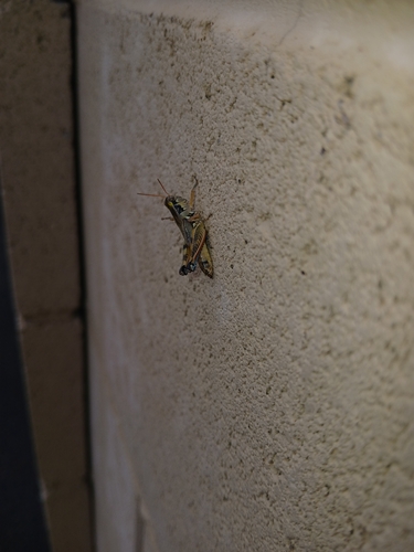 Lakin Grasshopper