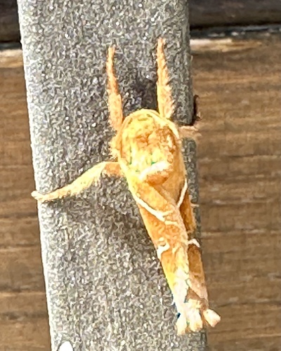 Orange Swift