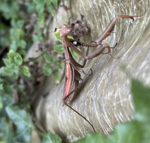 European Mantis