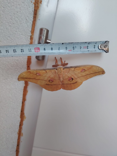 Japanese Silk Moth