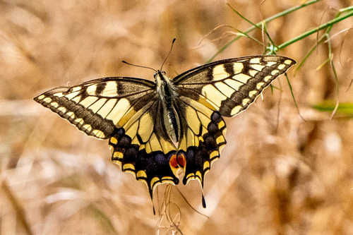 Old World Swallowtail