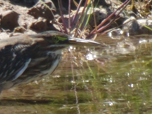 Green Heron