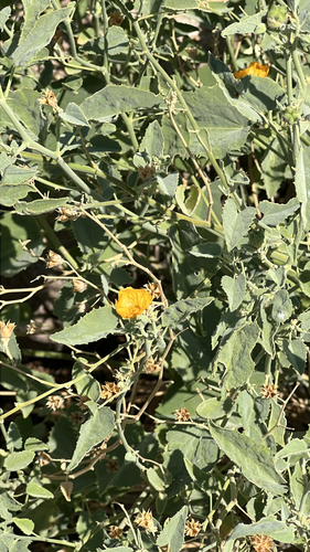 Yellow Indian Mallow
