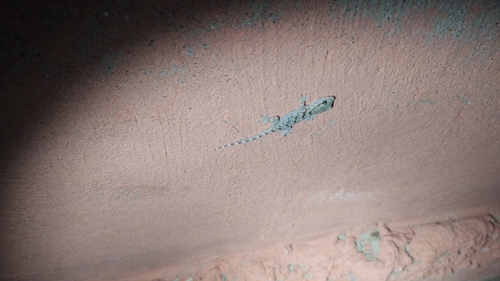 Moorish Gecko