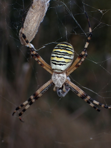 Wasp Spider