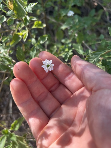 Brushland Lantana