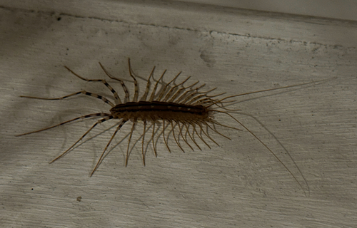 House Centipede