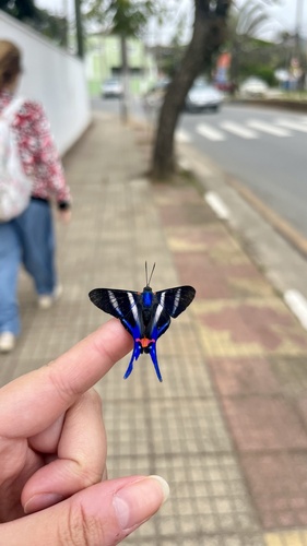 Long-tailed Metalmark