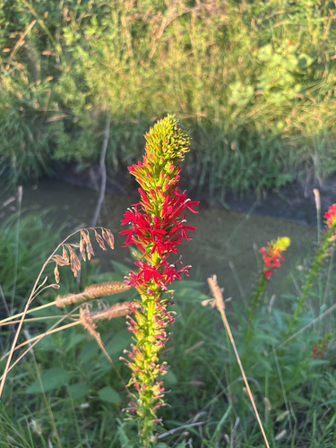 cardinal flower