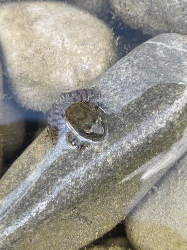 Italian Stream Frog