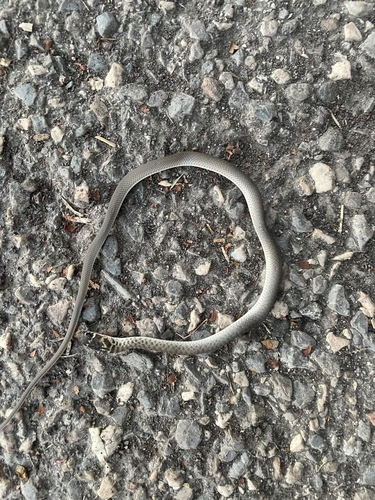Green Whip Snake