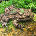Lichuan Bell Toad - Photo (c) bombina_404_m_harzdorf, all rights reserved, uploaded by bombina_404_m_harzdorf