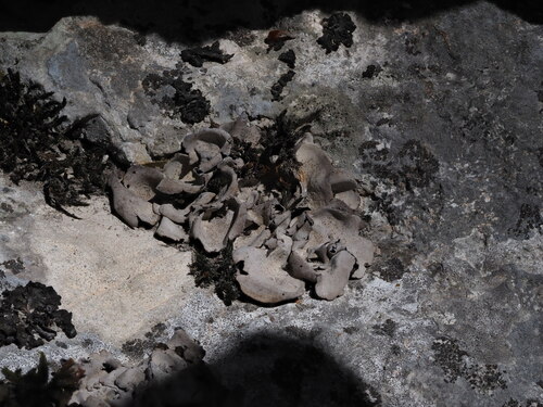 Leather Lichen