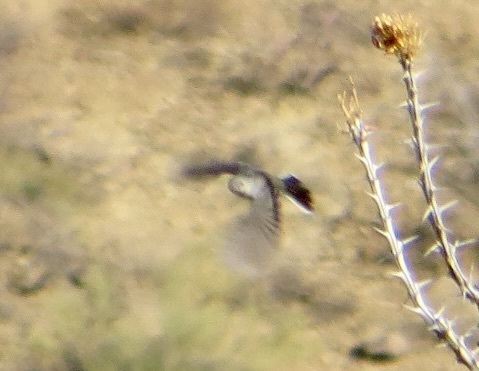Black-tailed Gnatcatcher