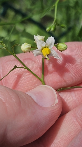 Texas nightshade