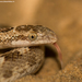Sind Longnose Sand Snake - Photo (c) Vipul Ramanuj, all rights reserved, uploaded by Vipul Ramanuj
