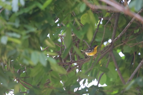 Tropical Parula (Setophaga pitiayumi)