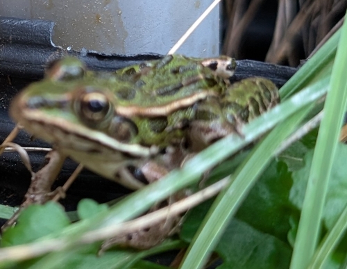 Northern Leopard Frog