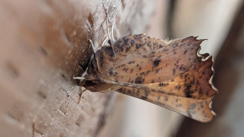 Maple Spanworm Moth