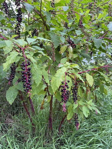 American pokeweed