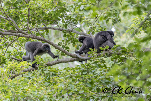 Dusky Leaf Monkey