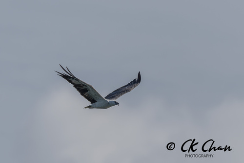 White-bellied Sea-Eagle