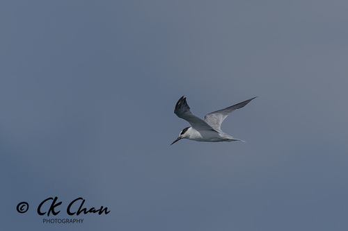 Little Tern