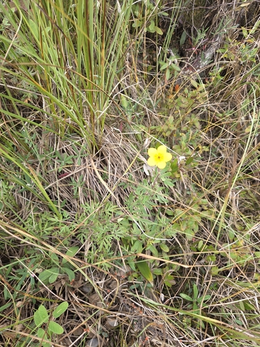shrubby cinquefoil
