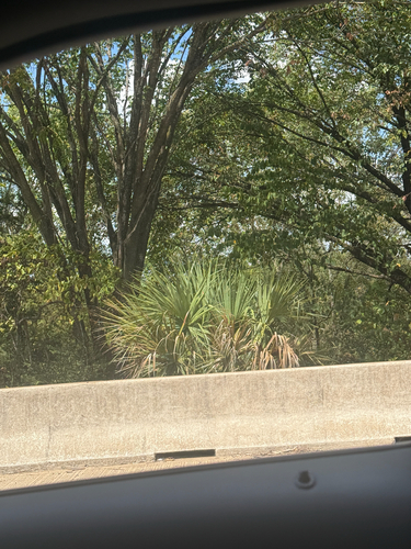 Dwarf Palmetto