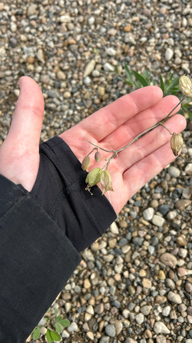 bladder campion