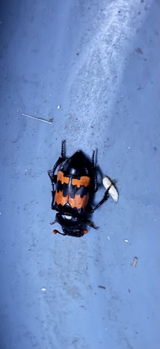 Margined Burying Beetle