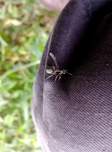 Polybia ignobilis