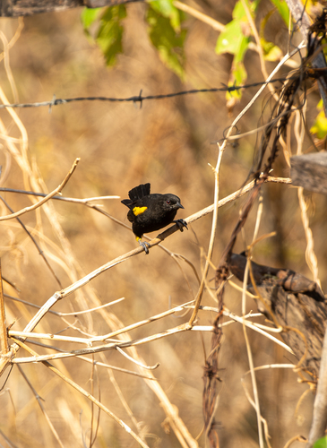 Variable Oriole