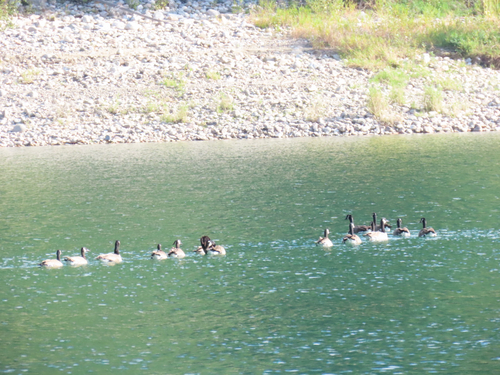 Canada Goose