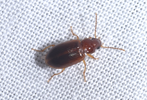 Bradycellus