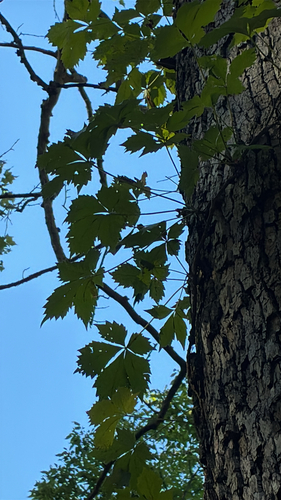 Virginia creeper