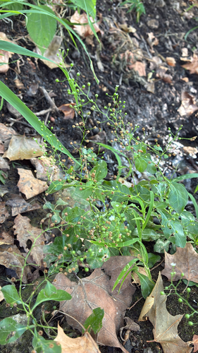 seaside brookweed