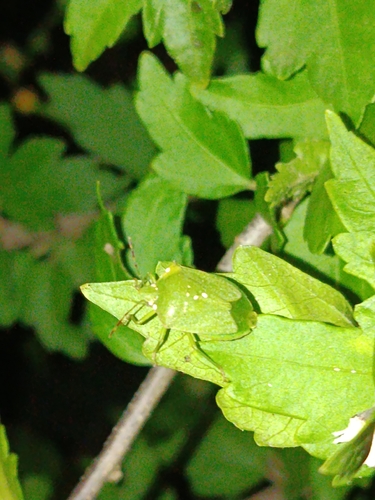 Southern Green Stink Bug