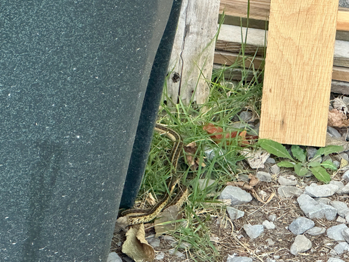 Common Garter Snake