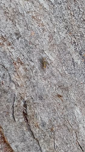Gray Wall Jumping Spider