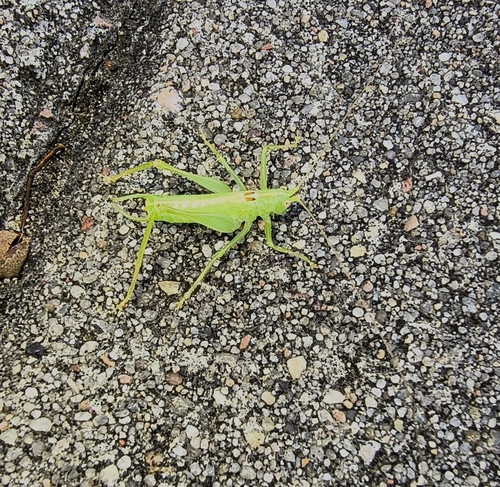 Southern Oak Bush-cricket